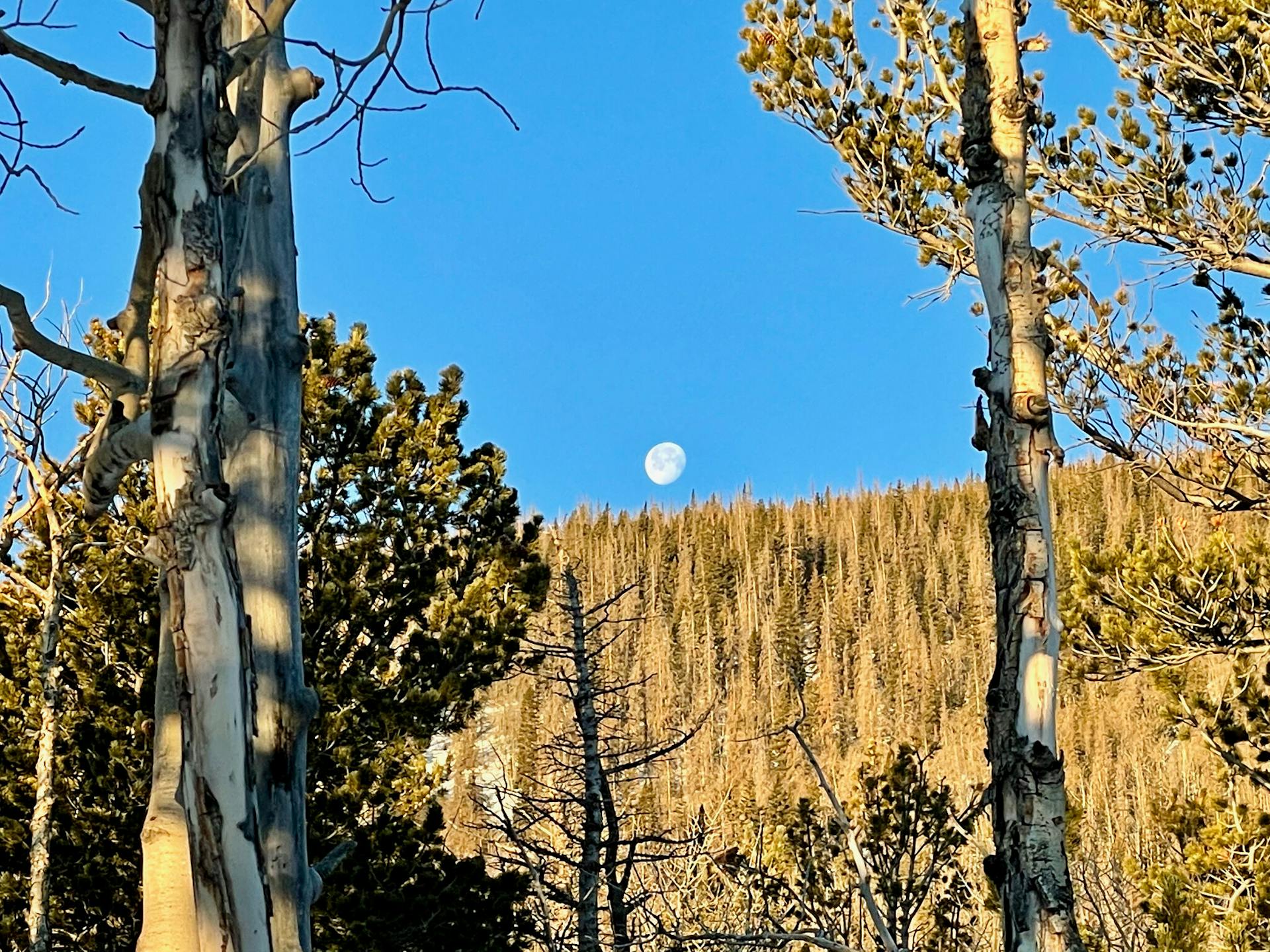 The Moonset