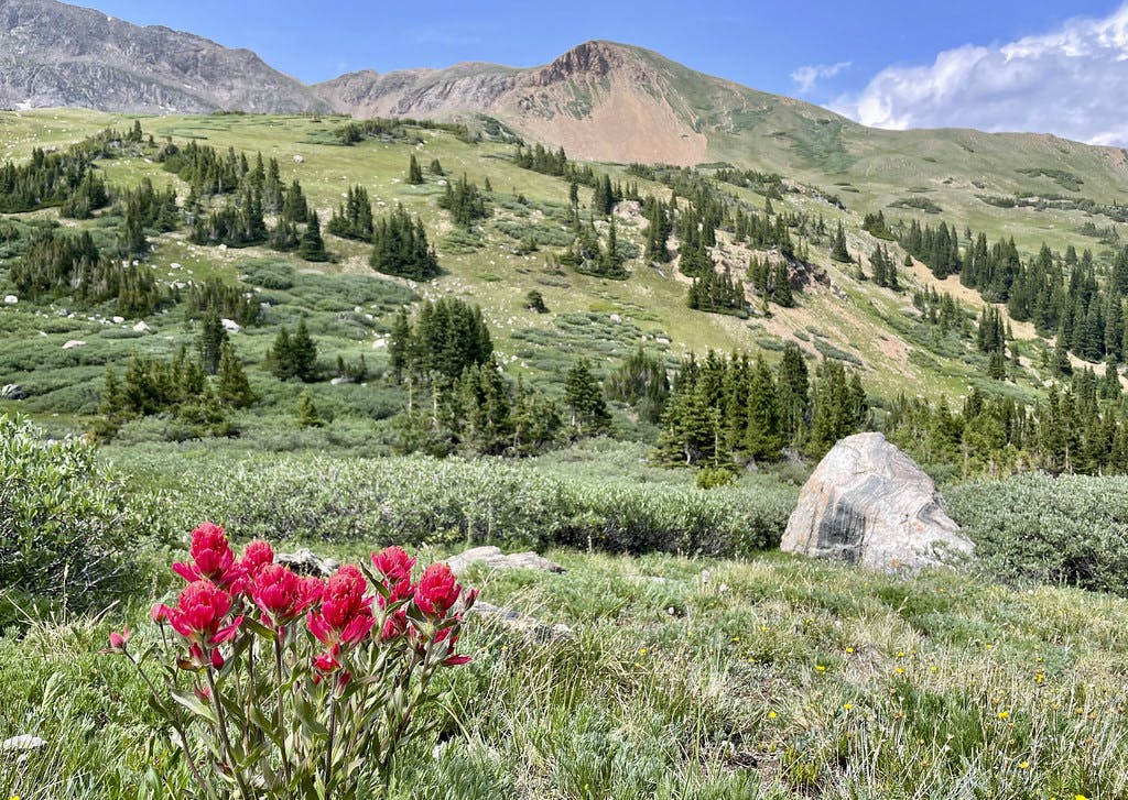 Wildflowers on the Descent